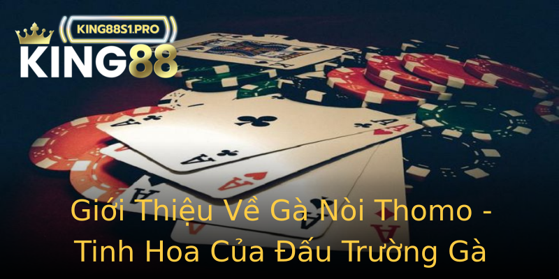 Giới Thiệu Về Gà Nòi Thomo - Tinh Hoa Của Đấu Trường Gà Chọi Giới Thiệu Về Gà Nòi Thomo - Tinh Hoa Của Đấu Trường Gà Chọi