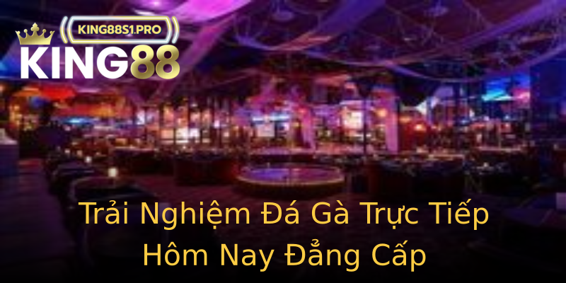 Trải Nghiệm Đá Gà Trực Tiếp Hôm Nay Đẳng Cấp Trải Nghiệm Đá Gà Trực Tiếp Hôm Nay Đẳng Cấp