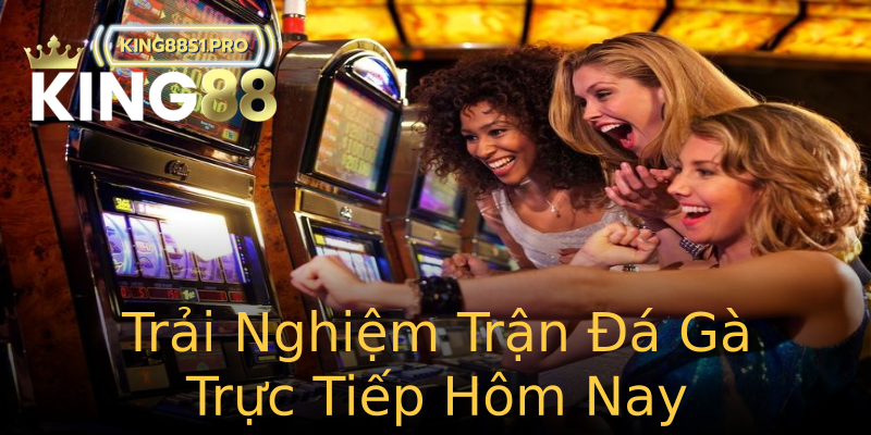 Trải Nghiệm Trận Đá Gà Trực Tiếp Hôm Nay Trải Nghiệm Trận Đá Gà Trực Tiếp Hôm Nay