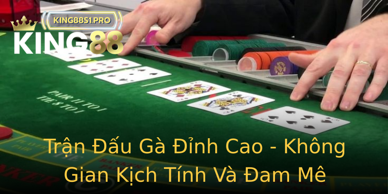 Trận Đấu Gà Đỉnh Cao - Không Gian Kịch Tính Và Đam Mê Trận Đấu Gà Đỉnh Cao - Không Gian Kịch Tính Và Đam Mê